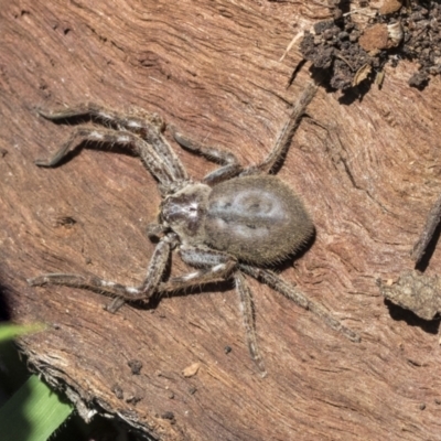 Isopeda or Isopedella sp. (genus) (Huntsman) at Higgins, ACT - 14 Sep 2021 by AlisonMilton