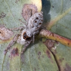 Opisthoncus sexmaculatus (Six-marked jumping spider) at Scullin, ACT - 14 Sep 2021 by AlisonMilton