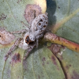 Opisthoncus sexmaculatus at Scullin, ACT - 14 Sep 2021