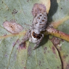 Opisthoncus sexmaculatus at Scullin, ACT - 14 Sep 2021