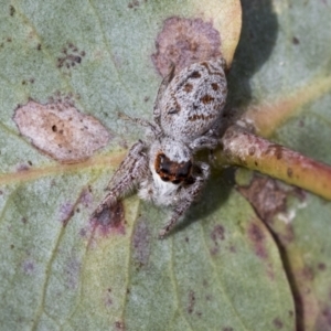 Opisthoncus sexmaculatus at Scullin, ACT - 14 Sep 2021