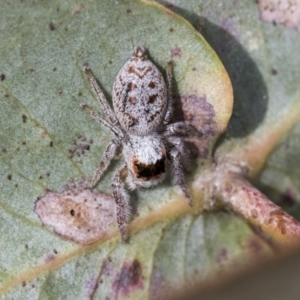 Opisthoncus sexmaculatus at Scullin, ACT - 14 Sep 2021 01:45 PM