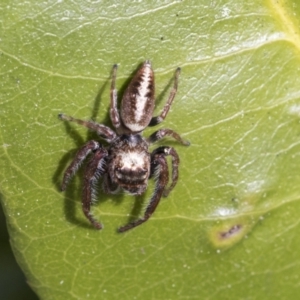 Opisthoncus grassator at Hawker, ACT - 14 Sep 2021 01:48 PM