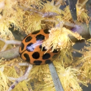 Harmonia conformis at Hawker, ACT - 14 Sep 2021