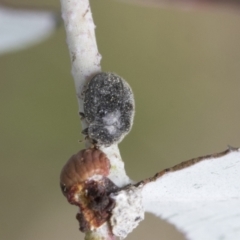 Coccinellidae (family) (Unidentified lady beetle) at Hawker, ACT - 14 Sep 2021 by AlisonMilton