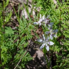 Wurmbea dioica subsp. dioica (Early Nancy) at Albury - 14 Sep 2021 by Darcy