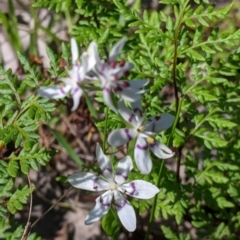 Wurmbea dioica subsp. dioica at Springdale Heights, NSW - 14 Sep 2021 03:12 PM