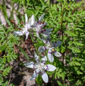 Wurmbea dioica subsp. dioica at Springdale Heights, NSW - 14 Sep 2021 03:12 PM