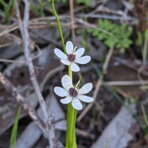 Wurmbea dioica subsp. dioica at Springdale Heights, NSW - 14 Sep 2021