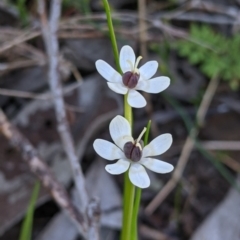 Wurmbea dioica subsp. dioica at Springdale Heights, NSW - 14 Sep 2021 03:12 PM