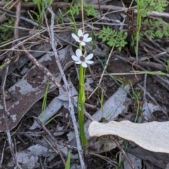 Wurmbea dioica subsp. dioica at Springdale Heights, NSW - 14 Sep 2021 03:12 PM