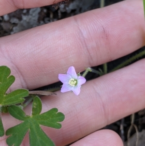 Geranium solanderi at Springdale Heights, NSW - 14 Sep 2021 03:15 PM