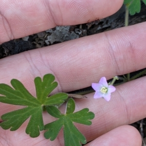 Geranium solanderi at Springdale Heights, NSW - 14 Sep 2021 03:15 PM