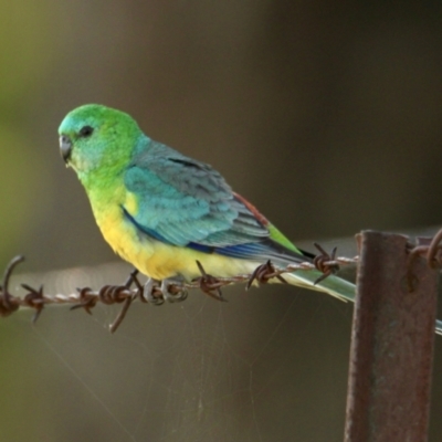 Psephotus haematonotus (Red-rumped Parrot) at Springdale Heights, NSW - 14 Sep 2021 by PaulF