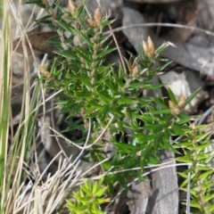 Acrotriche serrulata (Ground-berry) at MTR591 at Gundaroo - 9 Sep 2021 by MaartjeSevenster