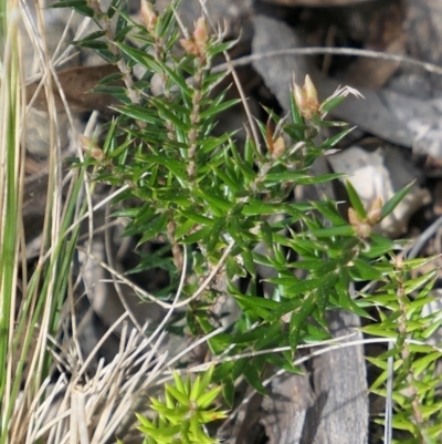 Acrotriche serrulata (Ground-berry) at Gundaroo, NSW - 9 Sep 2021 by MaartjeSevenster