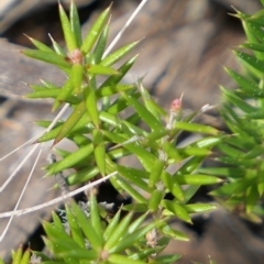 Acrotriche serrulata at Gundaroo, NSW - 9 Sep 2021