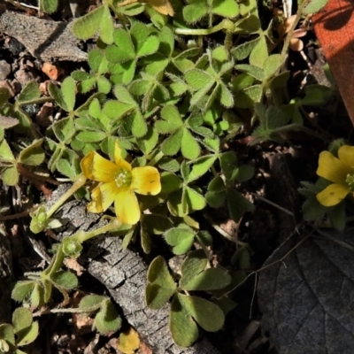 Oxalis (genus) (Wood Sorrel) at Jerrabomberra, ACT - 14 Sep 2021 by JohnBundock