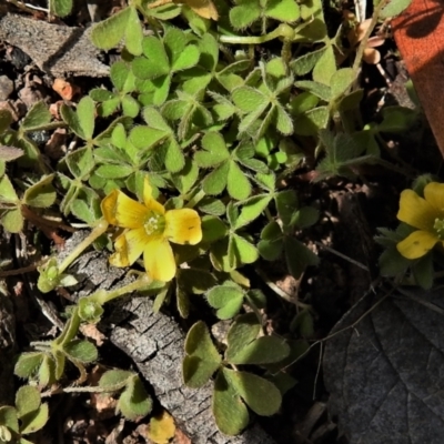 Oxalis sp. (Wood Sorrel) at Jerrabomberra, ACT - 14 Sep 2021 by JohnBundock