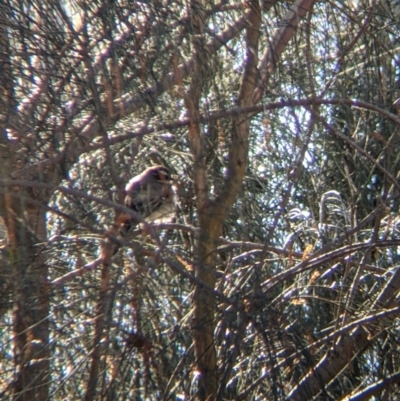 Rhipidura albiscapa (Grey Fantail) at Albury - 14 Sep 2021 by Darcy