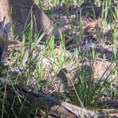 Turnix varius (Painted Buttonquail) at Springdale Heights, NSW - 14 Sep 2021 by Darcy