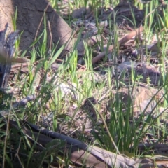 Turnix varius (Painted Buttonquail) at Albury - 14 Sep 2021 by Darcy