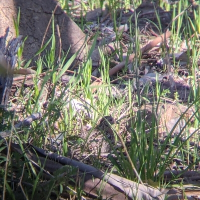 Turnix varius (Painted Buttonquail) at Springdale Heights, NSW - 14 Sep 2021 by Darcy