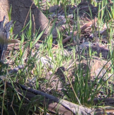 Turnix varius (Painted Buttonquail) at Albury - 14 Sep 2021 by Darcy