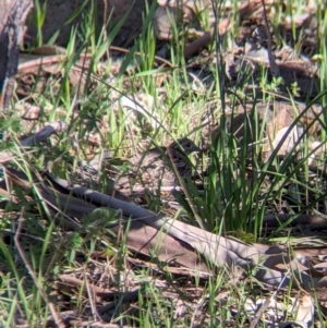 Turnix varius at Springdale Heights, NSW - 14 Sep 2021 03:53 PM