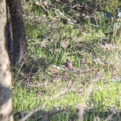 Turnix varius at Springdale Heights, NSW - 14 Sep 2021 03:53 PM