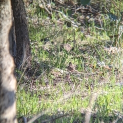 Turnix varius at Springdale Heights, NSW - 14 Sep 2021