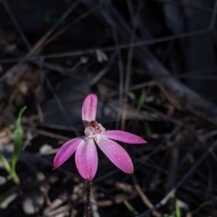 Caladenia carnea (Pink Fingers) at Albury - 14 Sep 2021 by Darcy