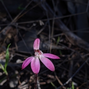 Caladenia carnea at Springdale Heights, NSW - 14 Sep 2021