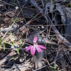 Caladenia carnea at Springdale Heights, NSW - 14 Sep 2021