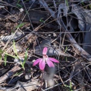 Caladenia carnea at Springdale Heights, NSW - suppressed