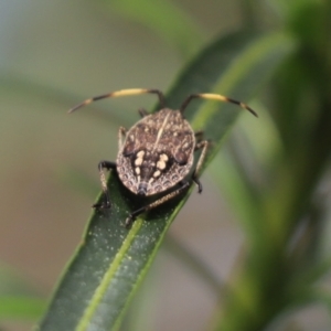 Pentatomidae (family) at Cook, ACT - 12 Sep 2021