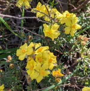 Hibbertia riparia at Springdale Heights, NSW - 14 Sep 2021