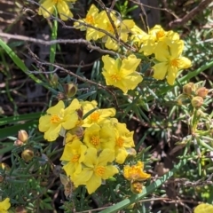 Hibbertia riparia (Erect Guinea-flower) at Springdale Heights, NSW - 14 Sep 2021 by Darcy