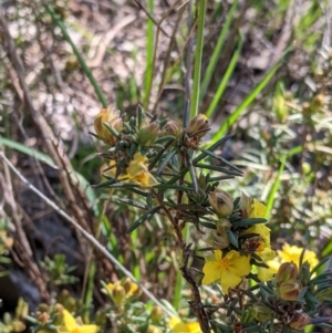 Hibbertia riparia at Springdale Heights, NSW - 14 Sep 2021