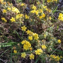 Hibbertia riparia at Springdale Heights, NSW - 14 Sep 2021