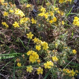 Hibbertia riparia at Springdale Heights, NSW - 14 Sep 2021 03:55 PM