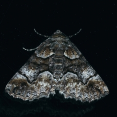 Gastrina cristaria (Wave-lined Geometrid) at Ainslie, ACT - 11 Sep 2021 by jb2602