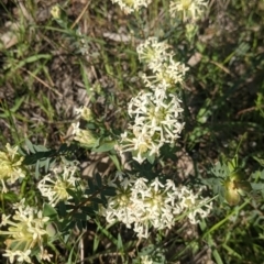 Pimelea linifolia (Slender Rice Flower) at Albury - 14 Sep 2021 by Darcy