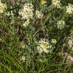 Pimelea linifolia at Springdale Heights, NSW - 14 Sep 2021 04:06 PM