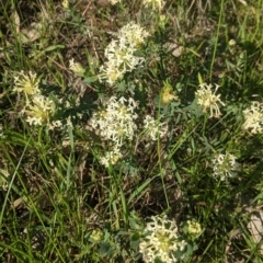 Pimelea linifolia at Springdale Heights, NSW - 14 Sep 2021 04:06 PM