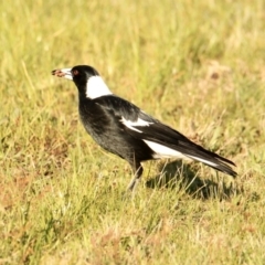 Gymnorhina tibicen (Australian Magpie) at Springdale Heights, NSW - 14 Sep 2021 by PaulF
