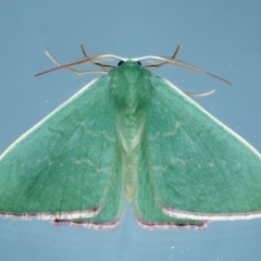 Prasinocyma semicrocea (Common Gum Emerald moth) at Ainslie, ACT - 11 Sep 2021 by jb2602