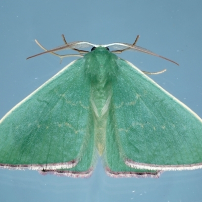 Prasinocyma semicrocea (Common Gum Emerald moth) at Ainslie, ACT - 11 Sep 2021 by jbromilow50