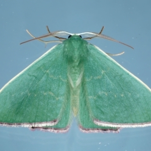 Prasinocyma semicrocea at Ainslie, ACT - 11 Sep 2021