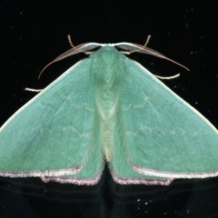 Prasinocyma semicrocea at Ainslie, ACT - 11 Sep 2021